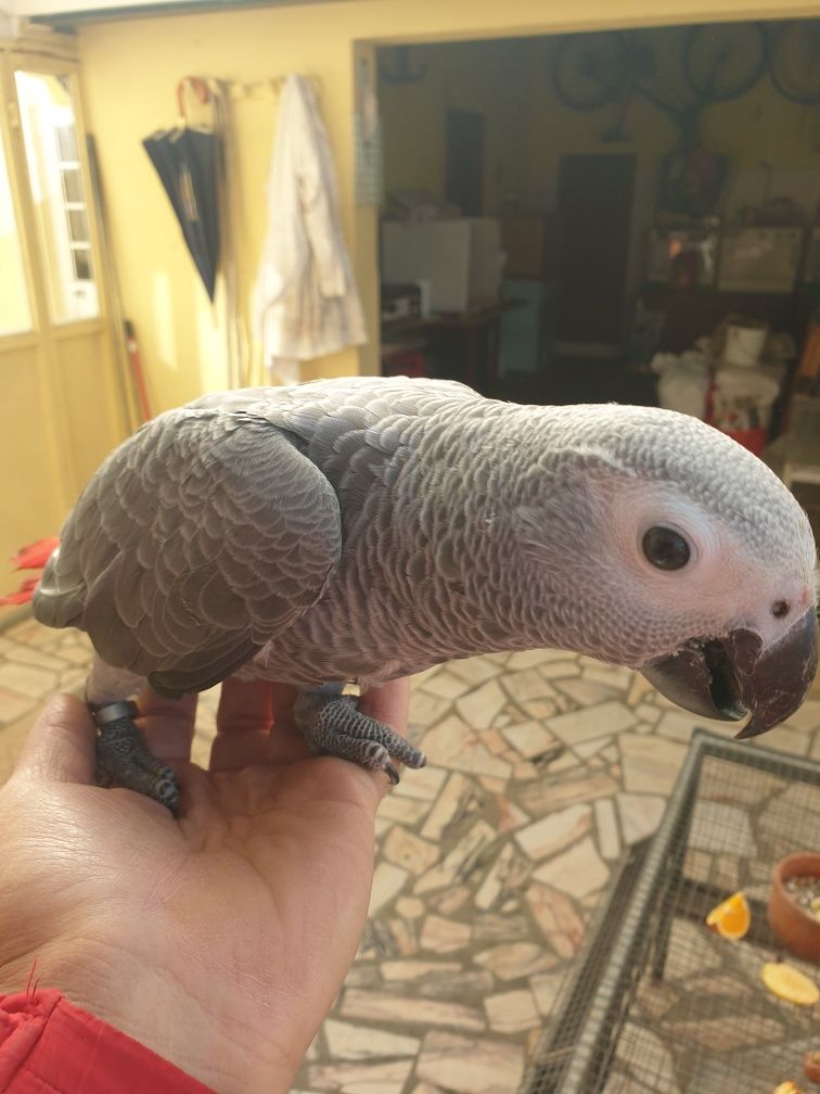 Papagaio cinzento