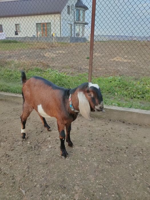 Козел цап Англо нубійський