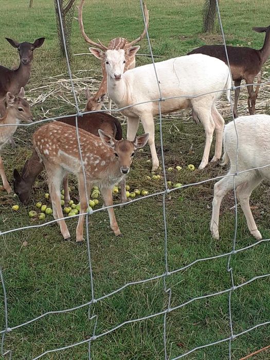 daniele daniel byczki