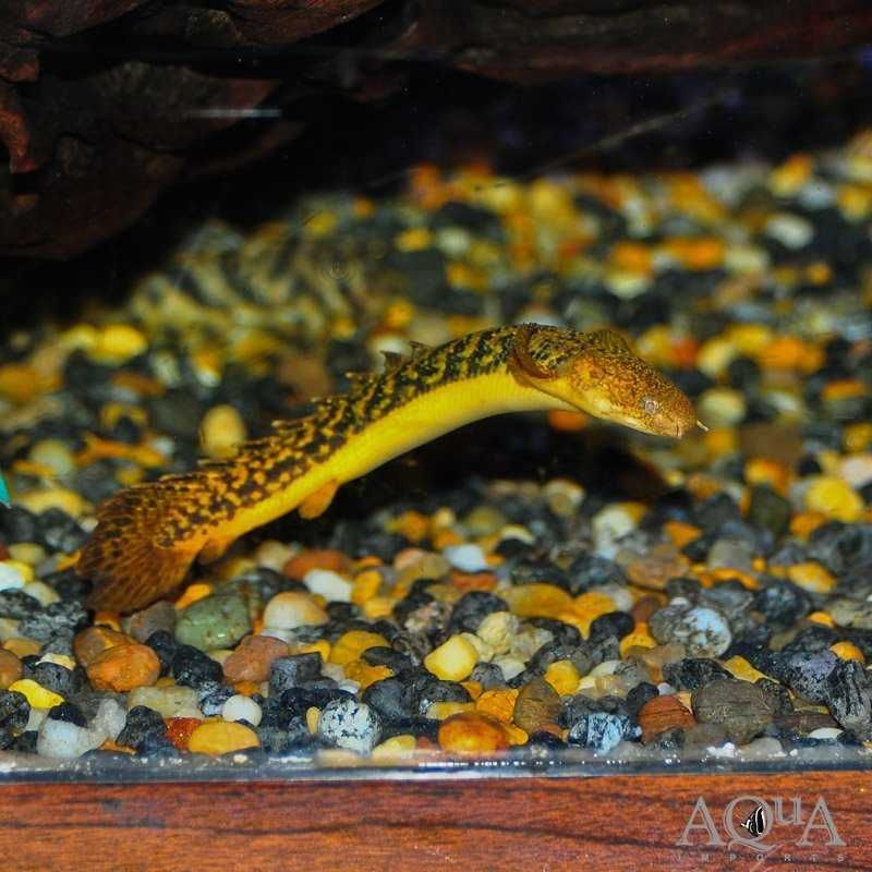 Wielkopłetwiec Polypterus teugelsi. Cetarius