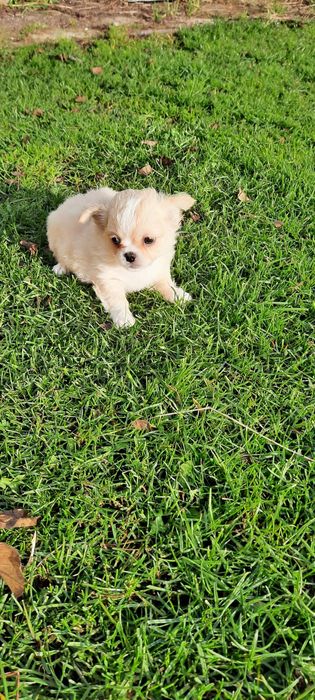 Piesek chihuahua długowłosy