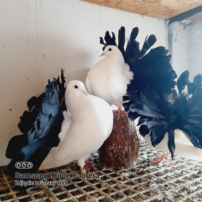 Pawiki białe I na czarnych ogonach