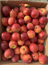 Продаю домашні яблука