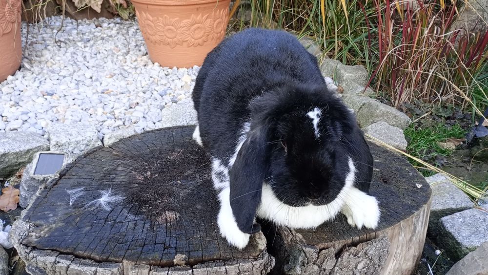 Sprzedam samicę barana francuskiego