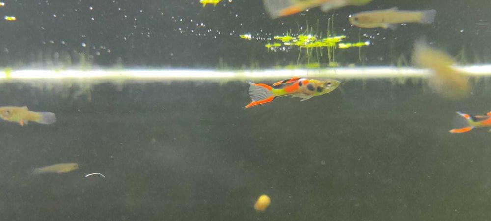 Vendo guppy endler