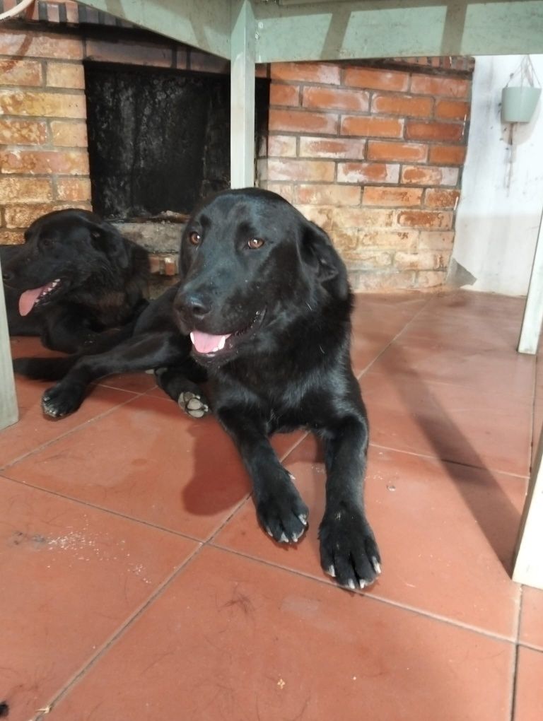 cães para adoção