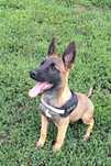 Owczarek Belgijski Malinois piesek 12 tygodni gotowy do odbioru