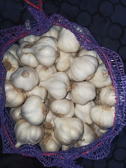 Яровий Сочинський