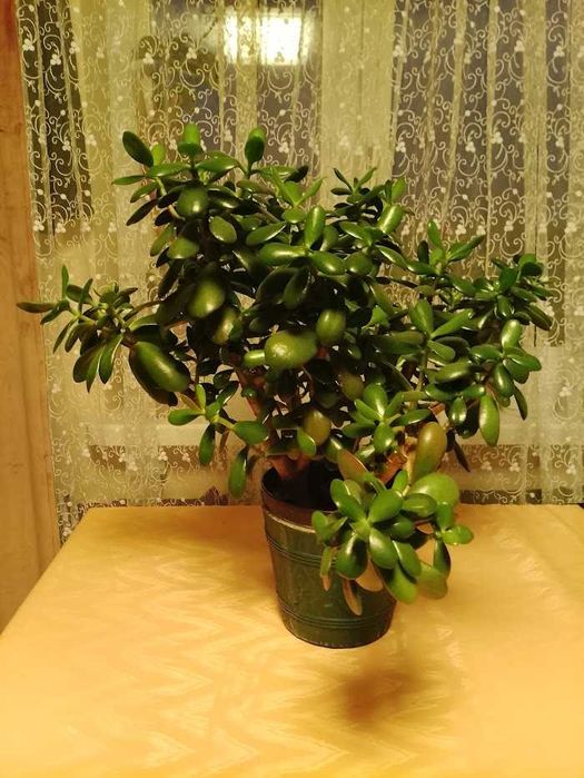 Kwiat doniczkowy Drzewko Szczęścia duże idealna do salonu, biura