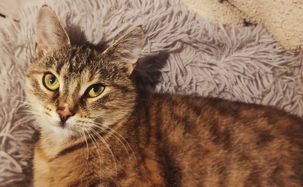 Piękna TRUFLA szuka domu