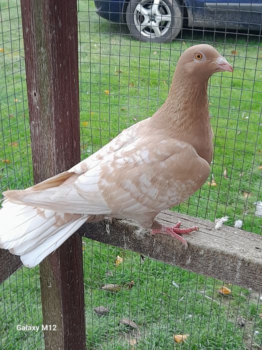 Gołębie pocztowe opal reduced gimel frill rubella tygrysy pensil