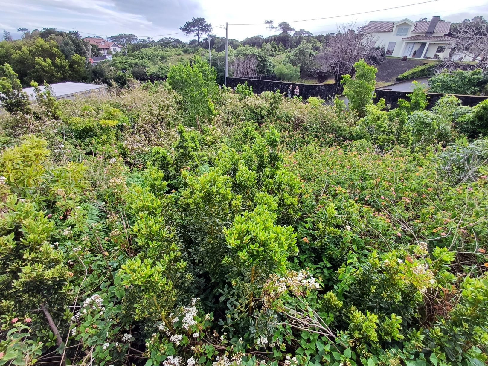 Terreno urbano S. Roque do pico