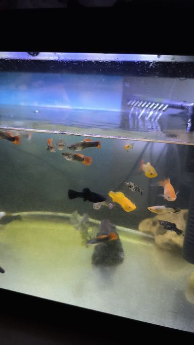 Peixes Jovens Variados - Água doce, fria e quente