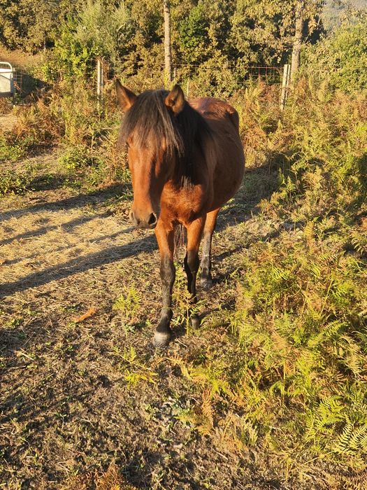 Vendo ou troco cavalo garrano