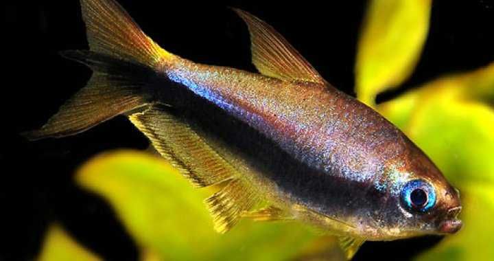 GB Błyszczyk cesarski, tetra cesarska (Nematobrycon palmeri)