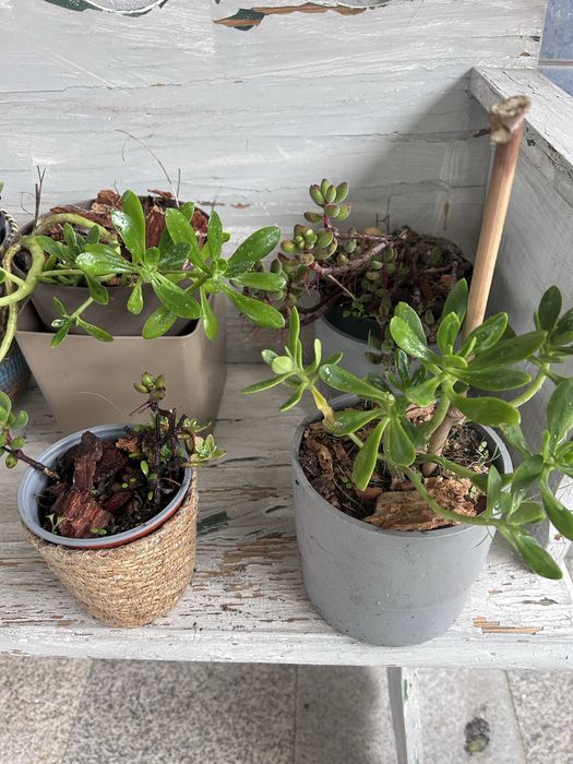 Suculentas  diversas com vaso externo decorativo