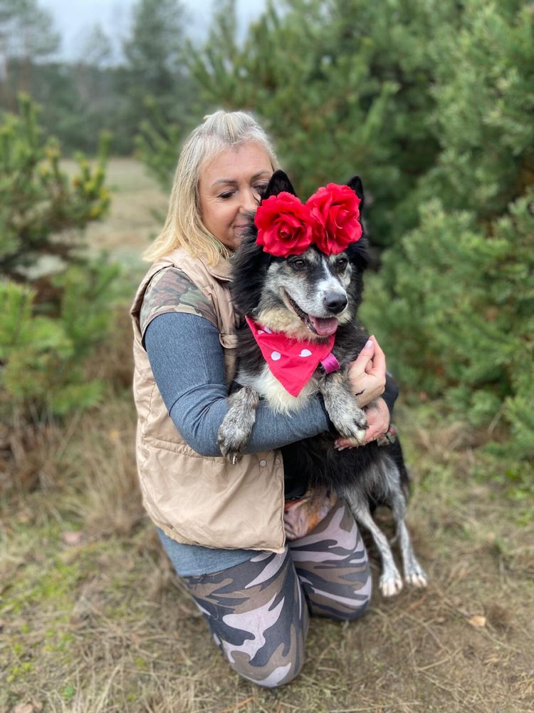 Havana w typie husky, już 7 miesięcy w schronisku. Adoptuj!