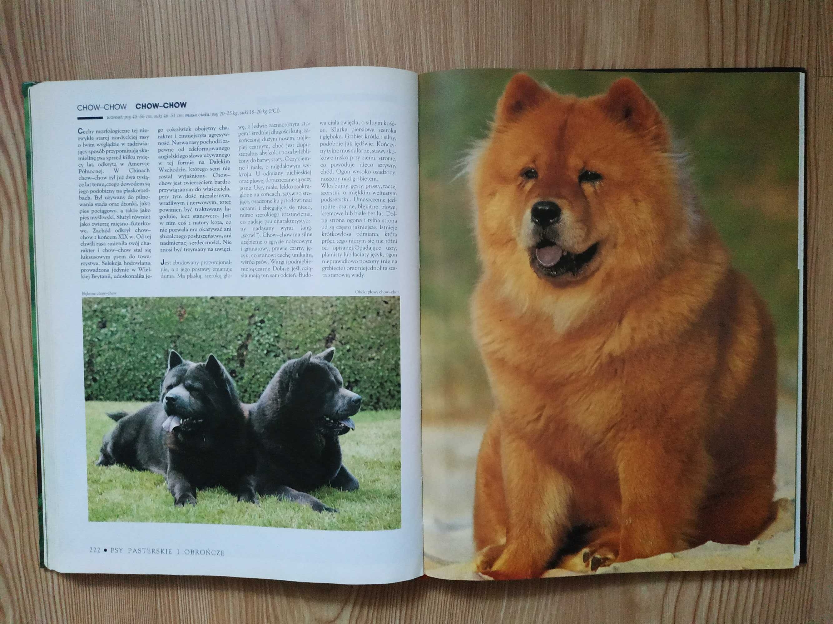 Encyklopedia Pies - Bogaty Przewodnik dla Każdego Miłośnika Psów