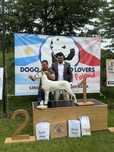 Dog Argentyński ( Dogo Argentino ) FCI