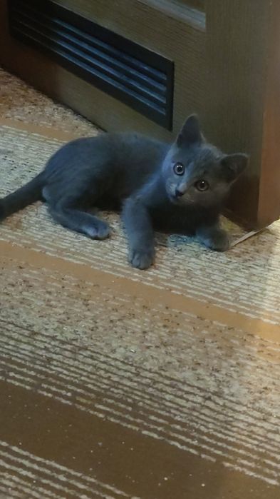 Допоможіть знайти котика!