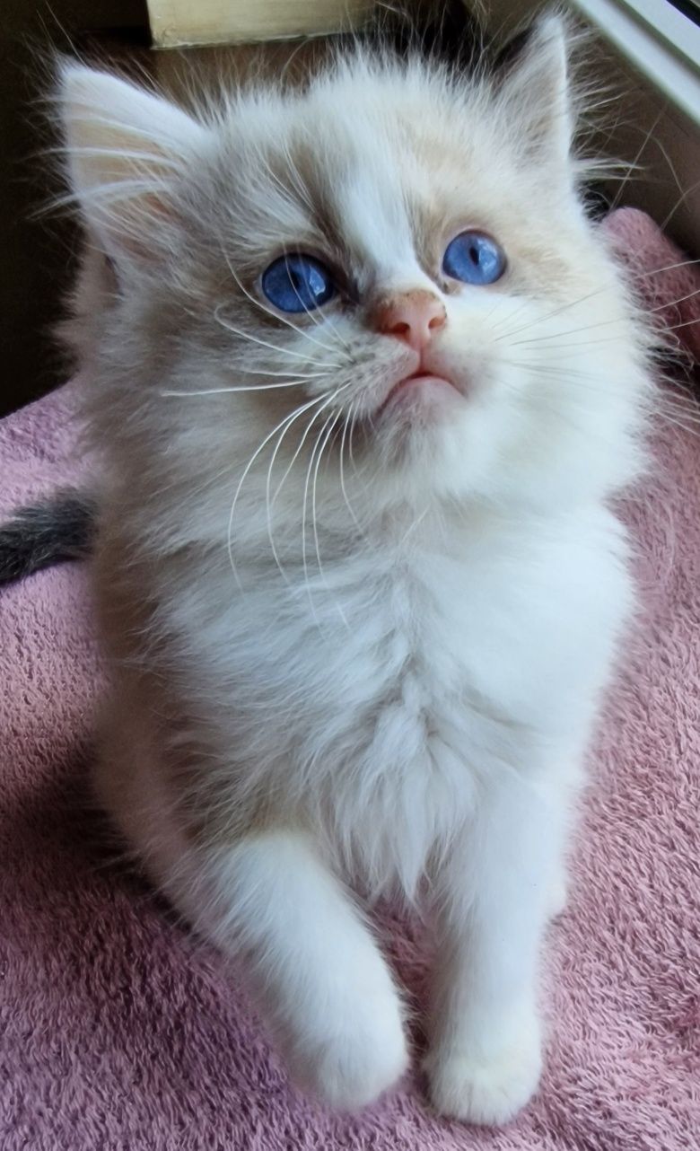 Kocurek Ragdoll z rodowodem gotowy do zmiany domu