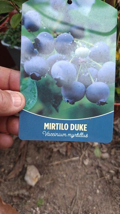 Mirtilos em vaso