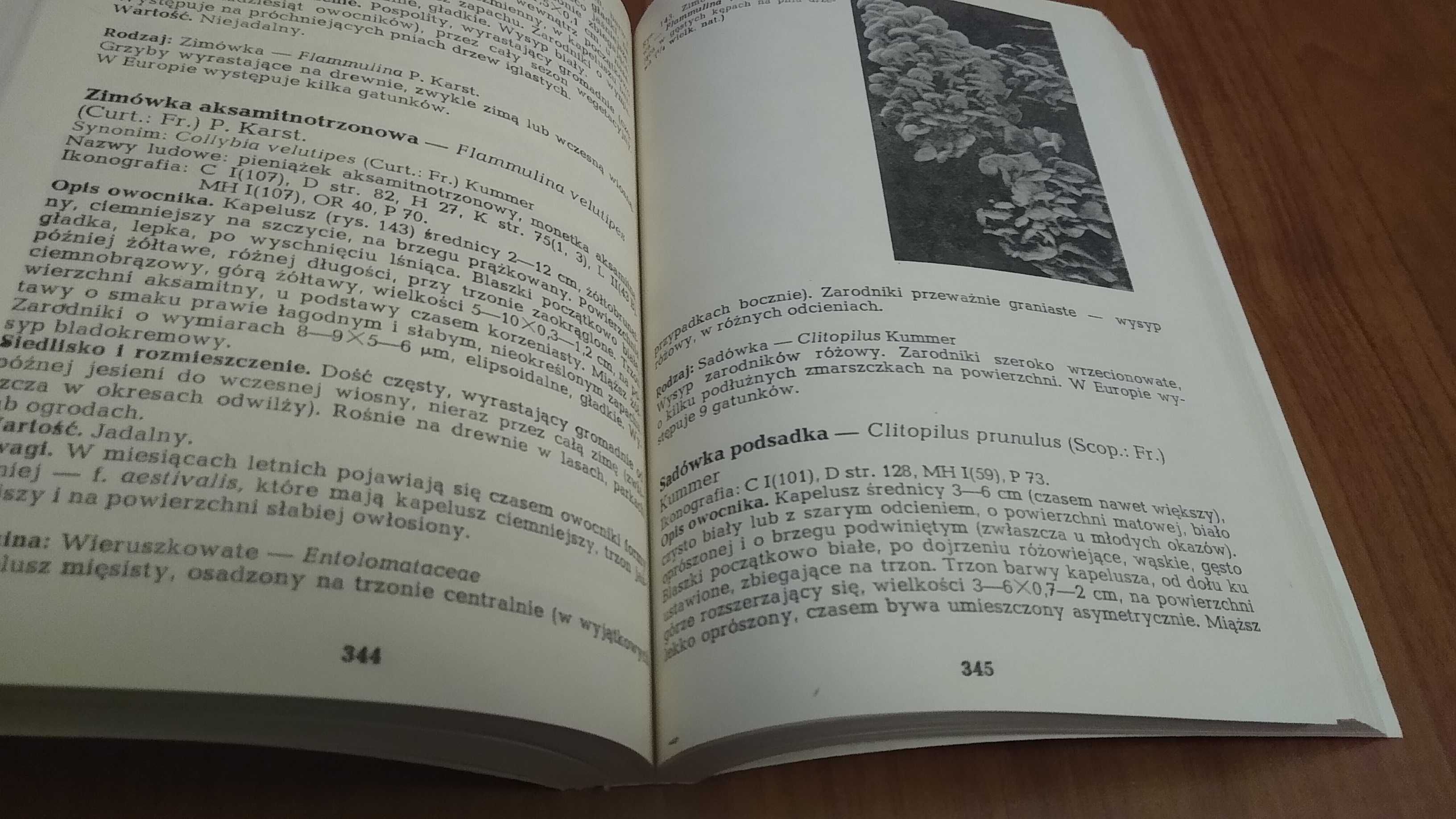 Grzyby i ich oznaczanie / Barbara Gumińska, Władysław Wojewoda