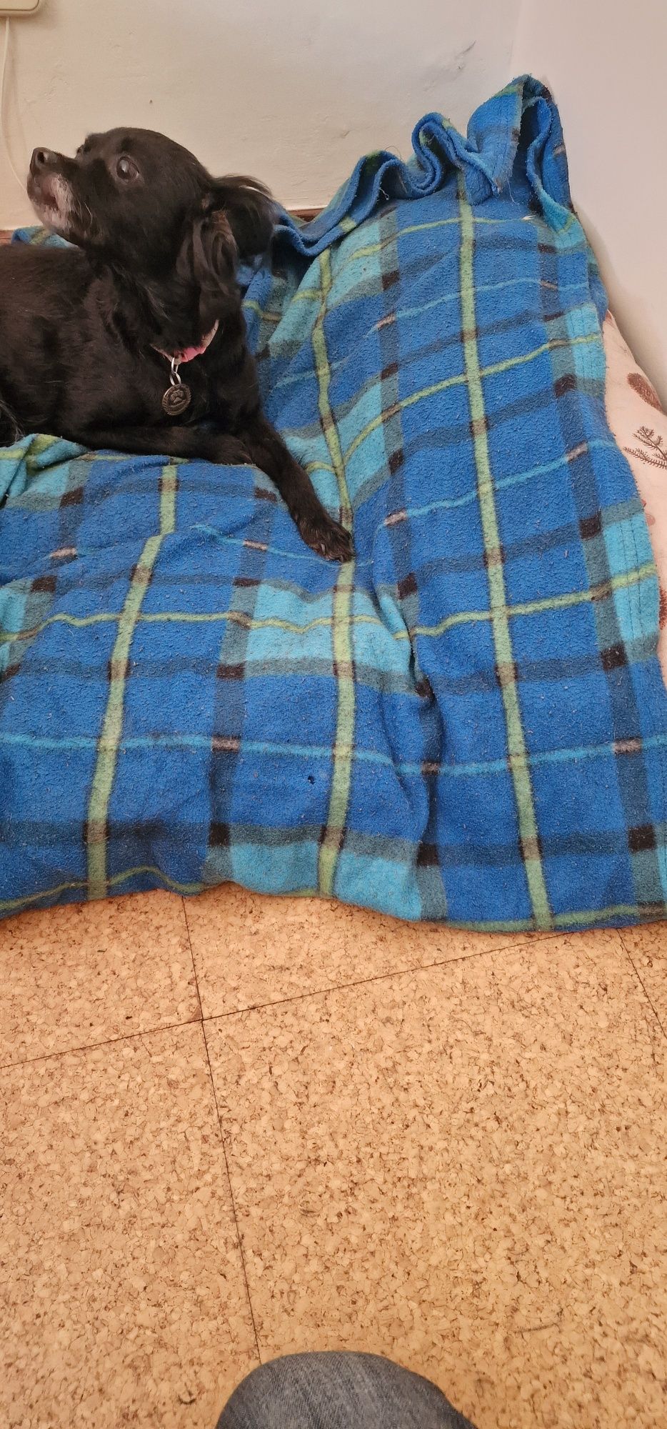 Animal para doação
