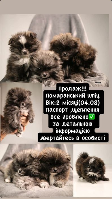 Ексклюзивні, шикарні шпіци мерле- мраморний