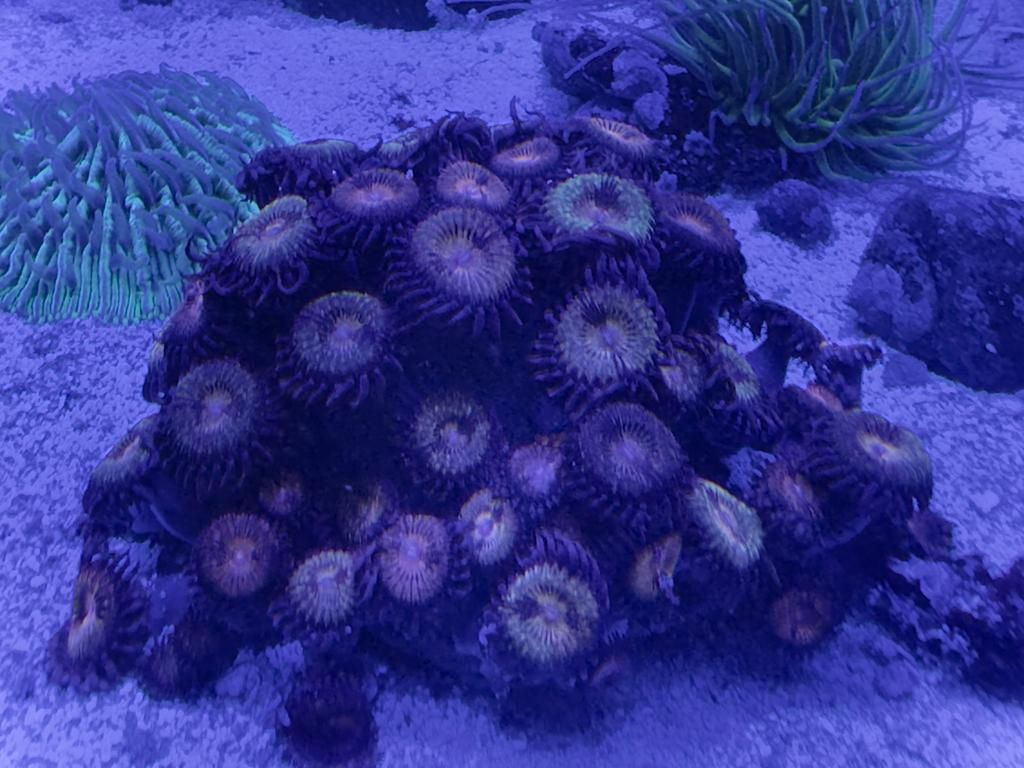 Zoa Parazoanthus Orange Fairy Dust Zoanthus  akwarium morskie