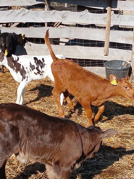 Sprzedam cielaki Człuchów