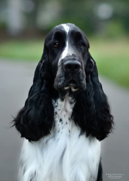 Springer spaniel angielski suczka