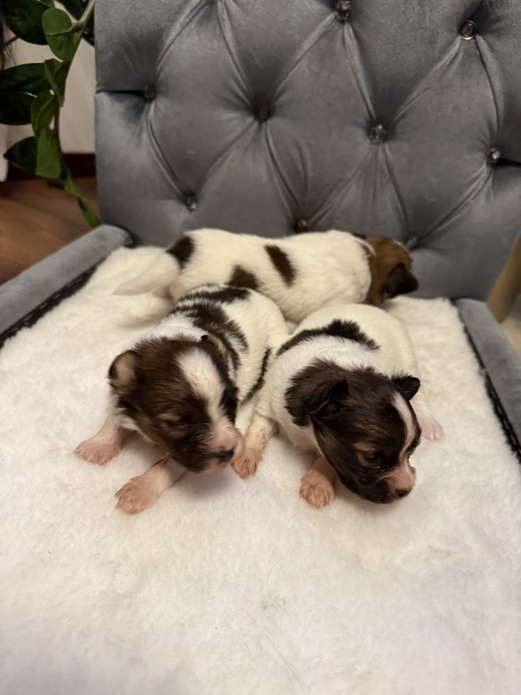 Papillon Spaniel kontynentalny miniaturowy szczeniak