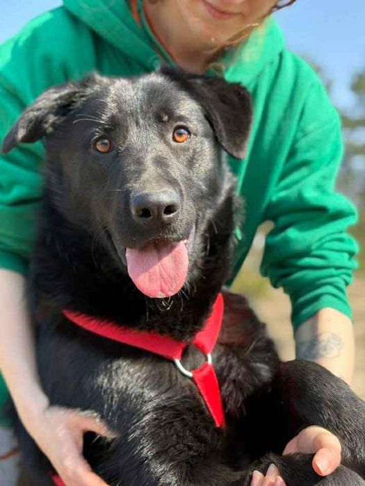 Loca ,sunia w typie Labrador szuka domu.