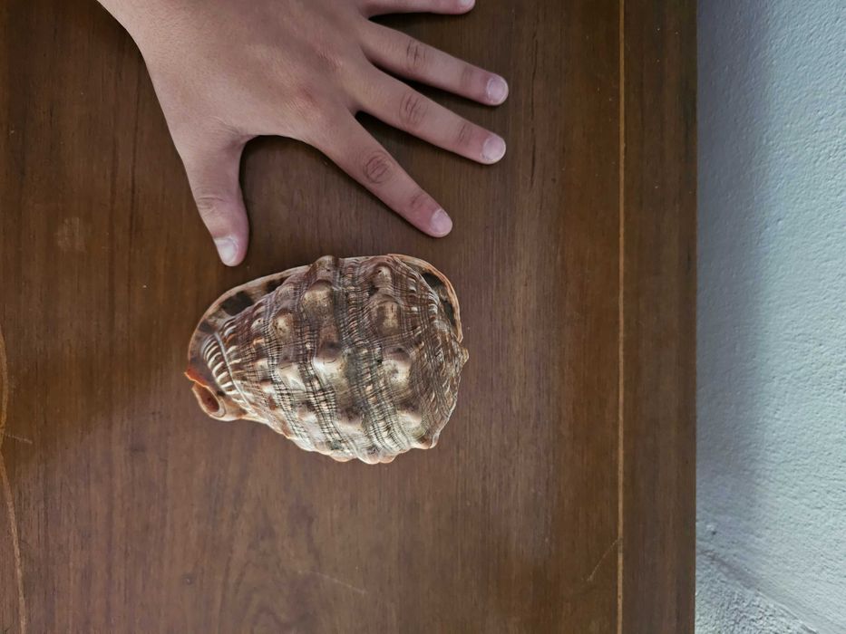 Conchas naturais – Tritão Gigante e Búzio-Tigre