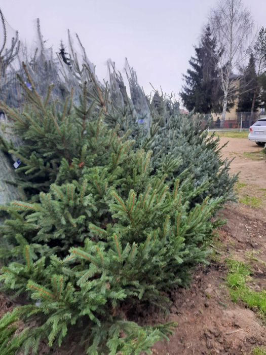 Choinki jodła kaukaska świerk srebrny pospolity cięta w donicy od 30zł