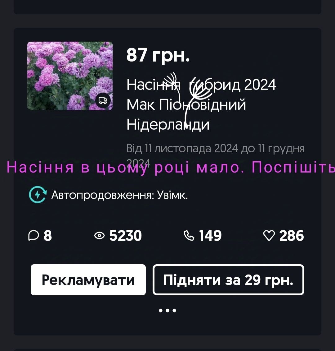 Насіння  гибрид 2025 Мак Піоновідний Нідерланди