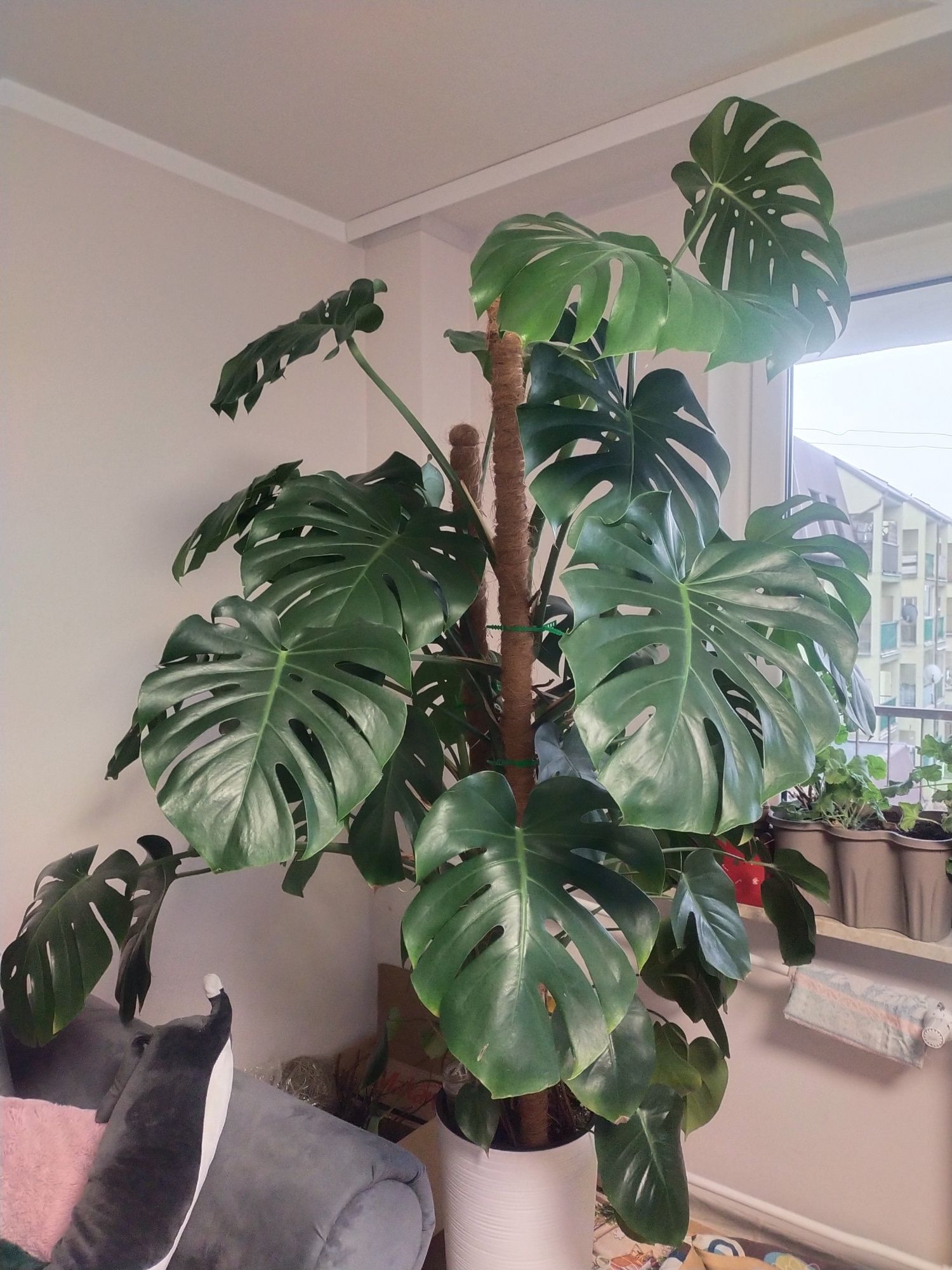 Ogromny kwiat monstera deliciosa