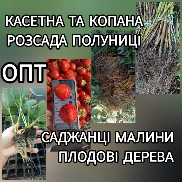 Саджанці Полуниці Розсада Малини Плодові дерева Саженцы Клубники