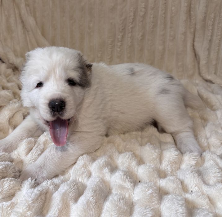 Продам цуценят алабая