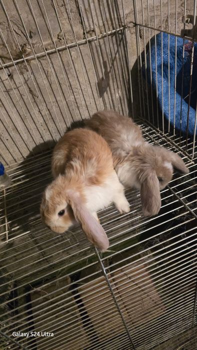 Baran francuski młode