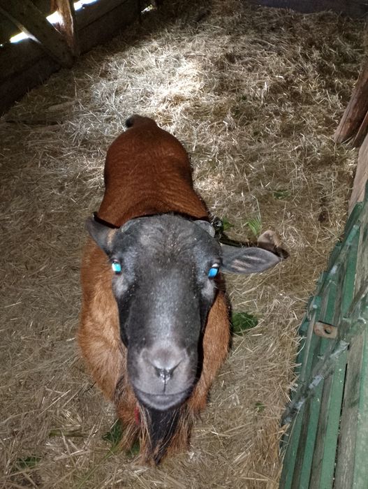 Sprzedam barana kamerunke