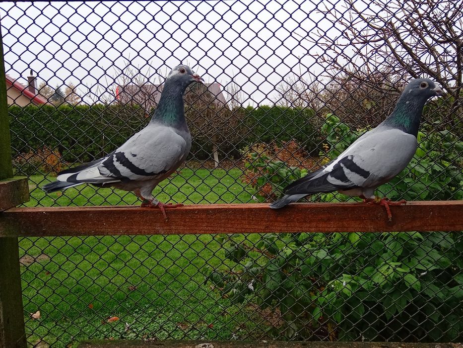 Gołębie pocztowe