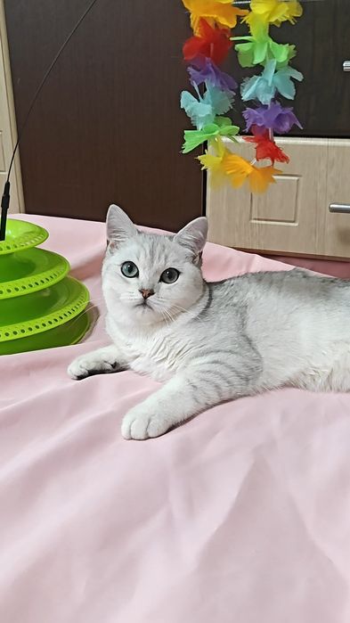 Шотландський хлопчик сріблястої шиншили