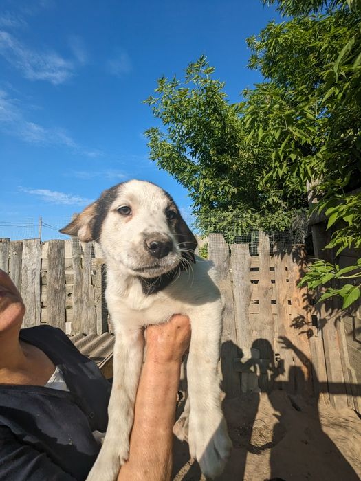 Щенята врятовані з вулиці, вакциновані шукаю родини хлопці та дівчата