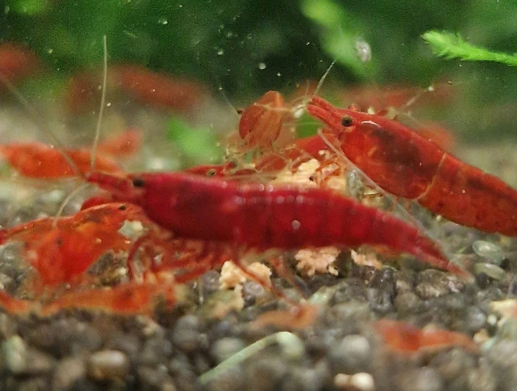 Krewetki Neocaridina Bloody Mary