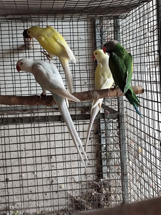 Várias espécies de Psitacideos