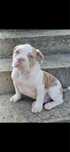 American bully pocket suczka
