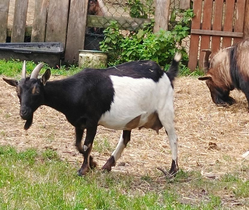 BIESZCZADY luksusowe caloroczne nowe domki mini ZOO&BASEN&Strefa SPA