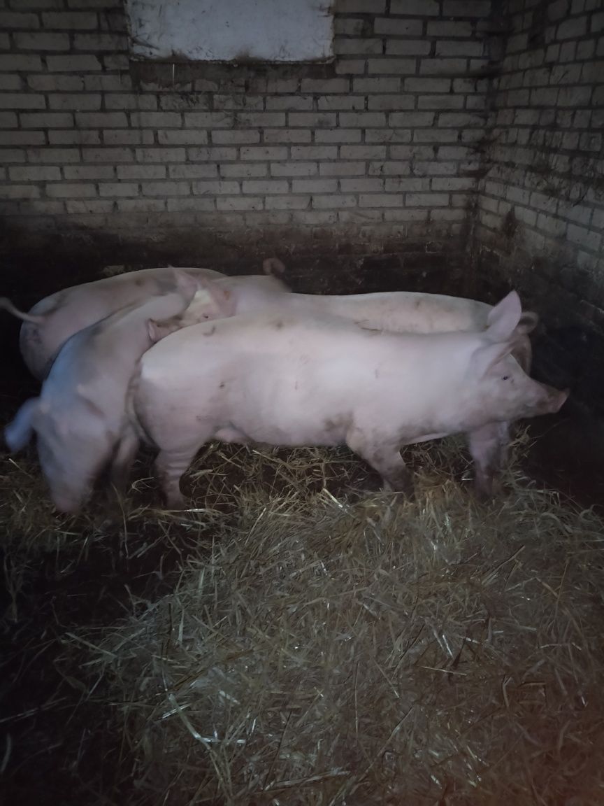 Młode Maciorki...